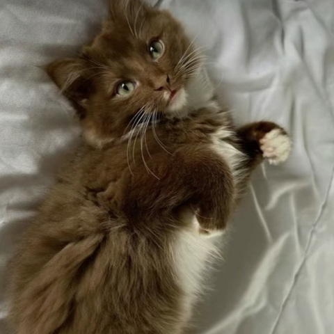 Ønsker brun ragdoll-katt til kjærlig hjem