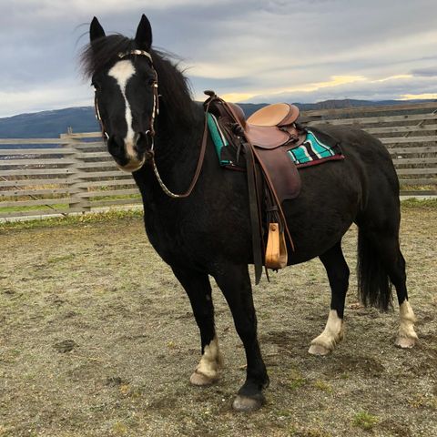 Deu-flex pony speziale westernsal