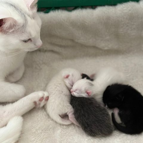 3 nydelige kattunger