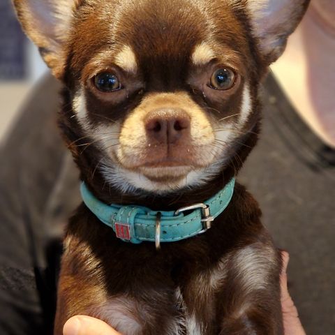 Chihuahua Kh hannhund