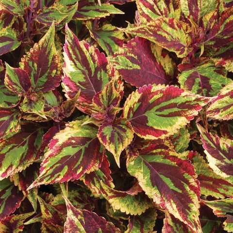 Coleus Combat stiklinger