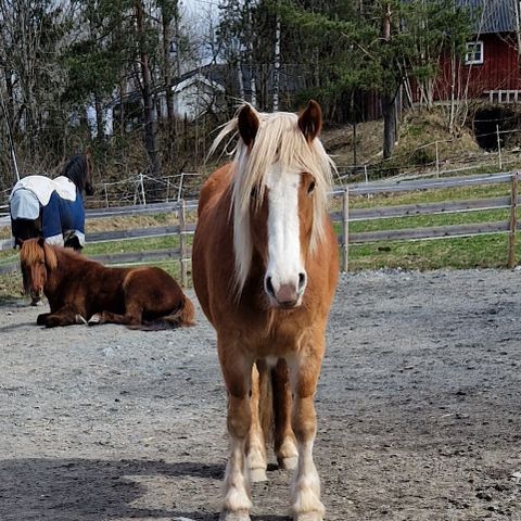 Dølahoppe 3 år vurderes solgt