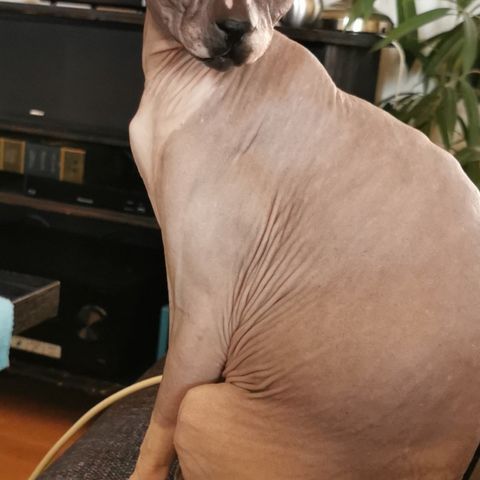 Sphynx eller Elf ønskes.🐾