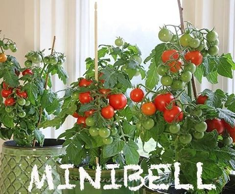 Minibell Cherry Tomatplante F1