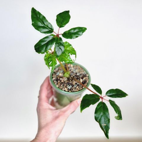 Begonia Carolineifolia