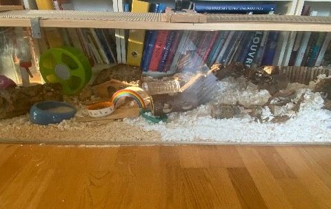 Stort og lyst hamsterbur og div hamsterutstyr