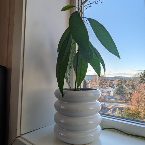 🥑 Avocado plante 70cm