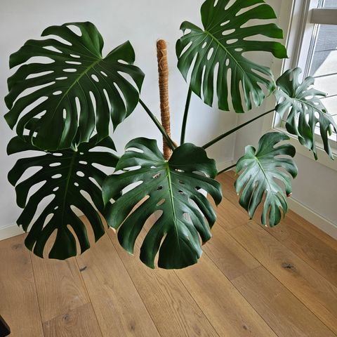 Monstera