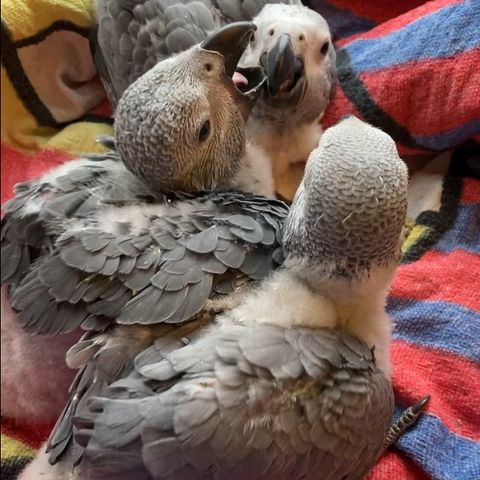 Håndoppmatet Jaco unger papegøyer med cites eierbevis
