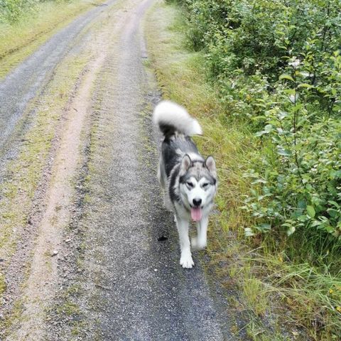 Alaskan mallamute