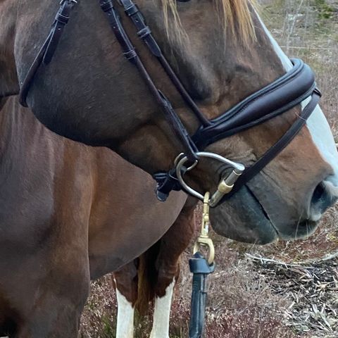 Schockemöhle dressurhodelag med krystalldetaljer