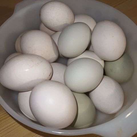 Egg fra frittgående høner