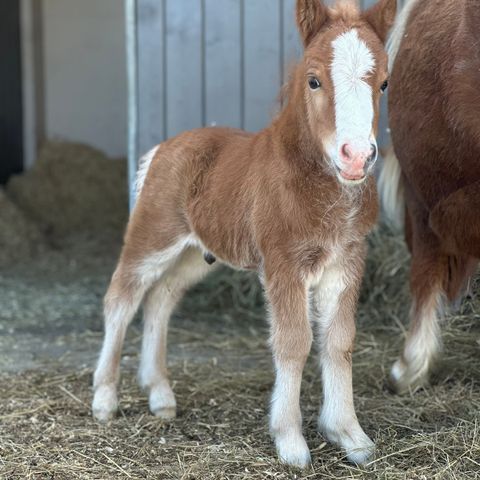 Shetlandsponni hingst