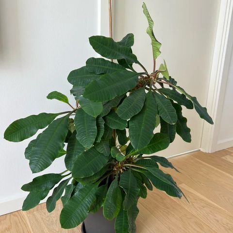 Euphorbia leuconeura/Madagascar Jewel frø & babyplanter