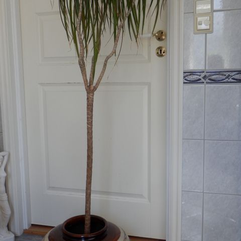 Stor  dracena plante med fin ceramisk potte