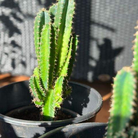 kaktus til salg