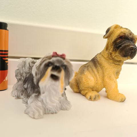 Shih Tzu og Shar Pei