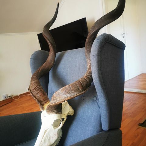 Kjempe stor Kudu skalle med horn. 89cm lange horn.