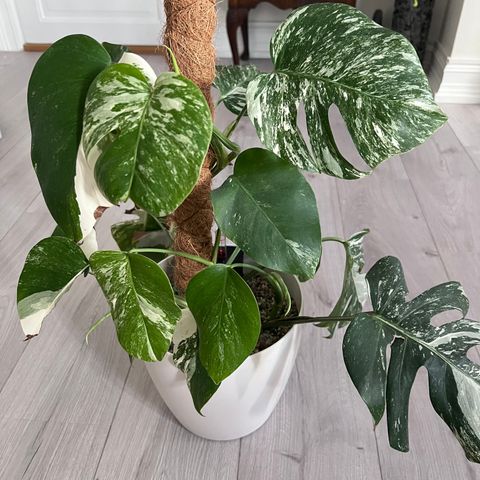 Monstera variegata