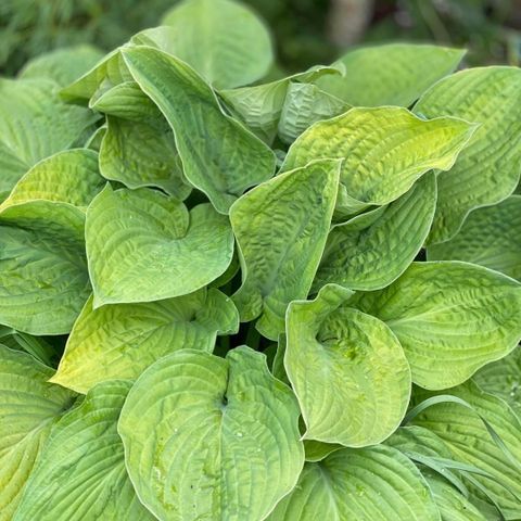 Hosta