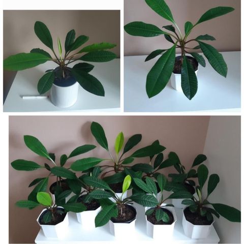 Madagaskar juvel palme. Euphorbia leuconeura. Sukkulent.