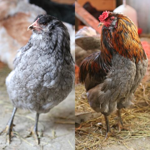Araucana høner og hane