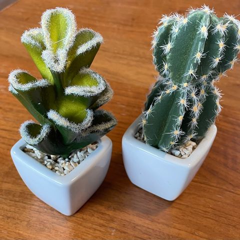 To små kaktuser i plast
