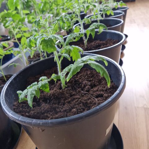 Tomatplanter