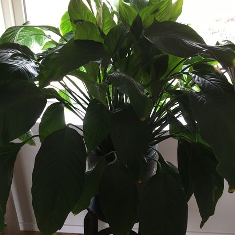 Fredslilje (Spathiphyllum), veldig stor plante - 650 kr