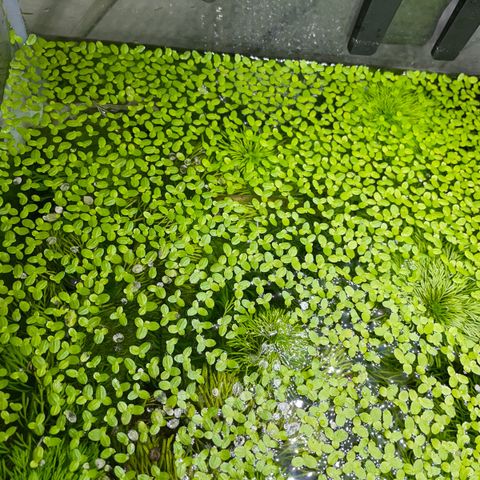Akvarium planter