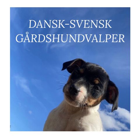 Dansk-Svensk gårdshund valper