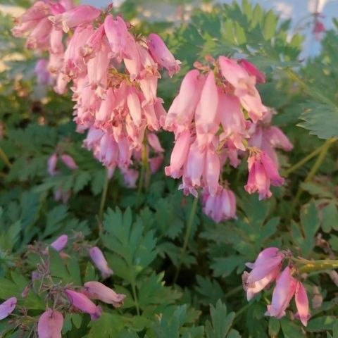 selger Stauder, planter " Dicentra" .