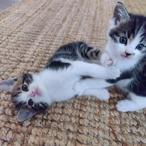 To nydelige kattunger til salgs!