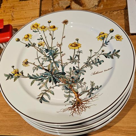 Villeroy & Boch Anthemis tinctoria 12 dinner plates Ø26,5cm