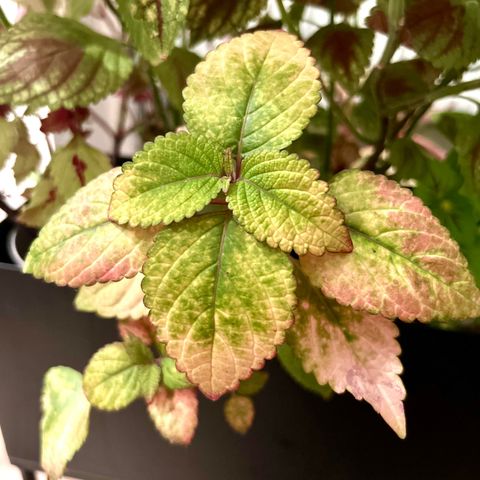 coleus