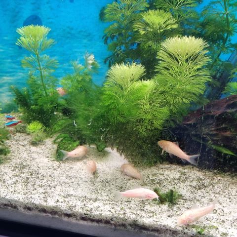 Akvarium med fisk