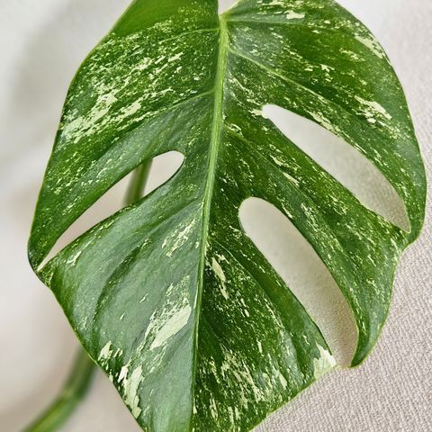 Monstera variegata sidestikling og etablert plante