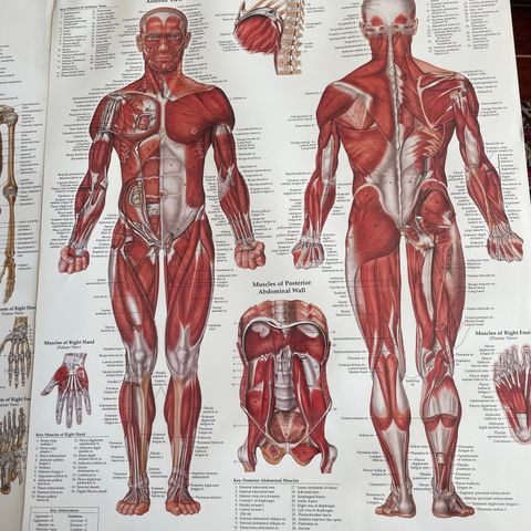 Anatomiske plansjer