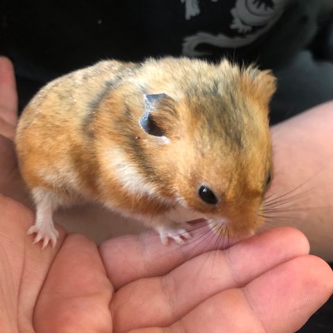 1 syrisk hamster gutt ca 1 år selges.