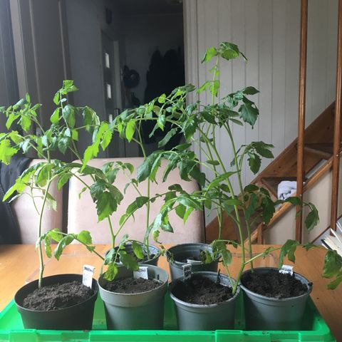 tomatplante 100/1000