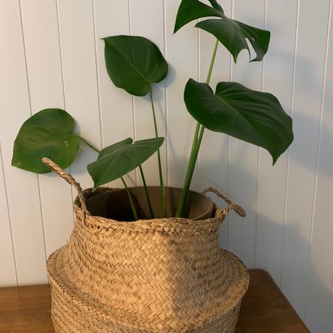 Monstera planter i ulike størrelser