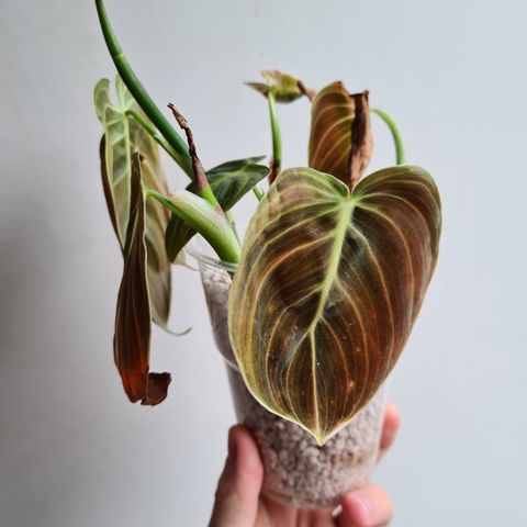 Philodendron melanochrysum stiklinger