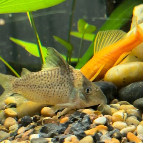 Corydoras schwartzi