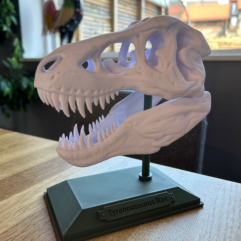 t-rex skjelett hodeskalle