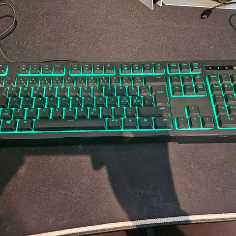 Razer ornata