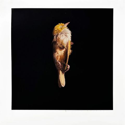 Jeremy Geddes - Misere 15