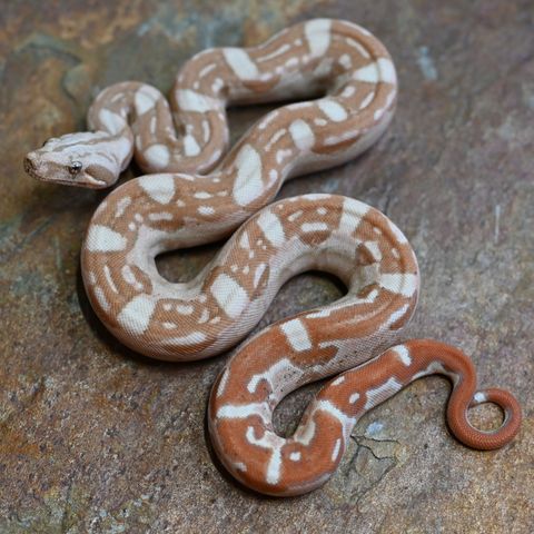 Kongeboa, 0.1 Vpi Sunglow Aztec 100% het Anery cb24