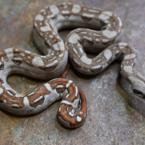 Kongeboa, 0.1 Hypo Aztec 100% het Vpi, Anery cb24