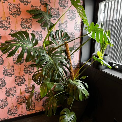 monstera