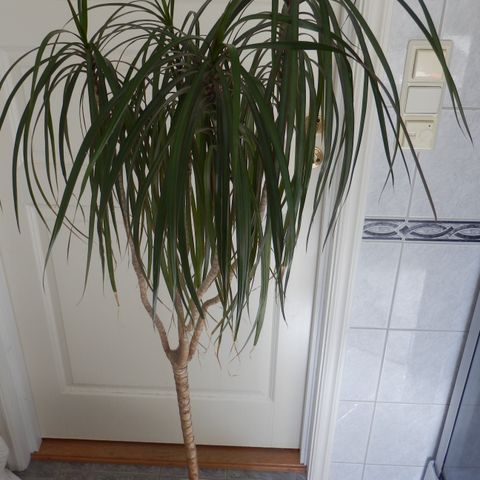 Stor dracena plante med fin ceramisk potte